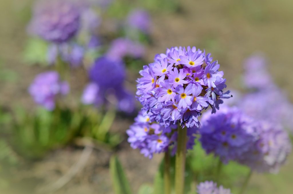 Outdoor Gardening Tips and Techniques