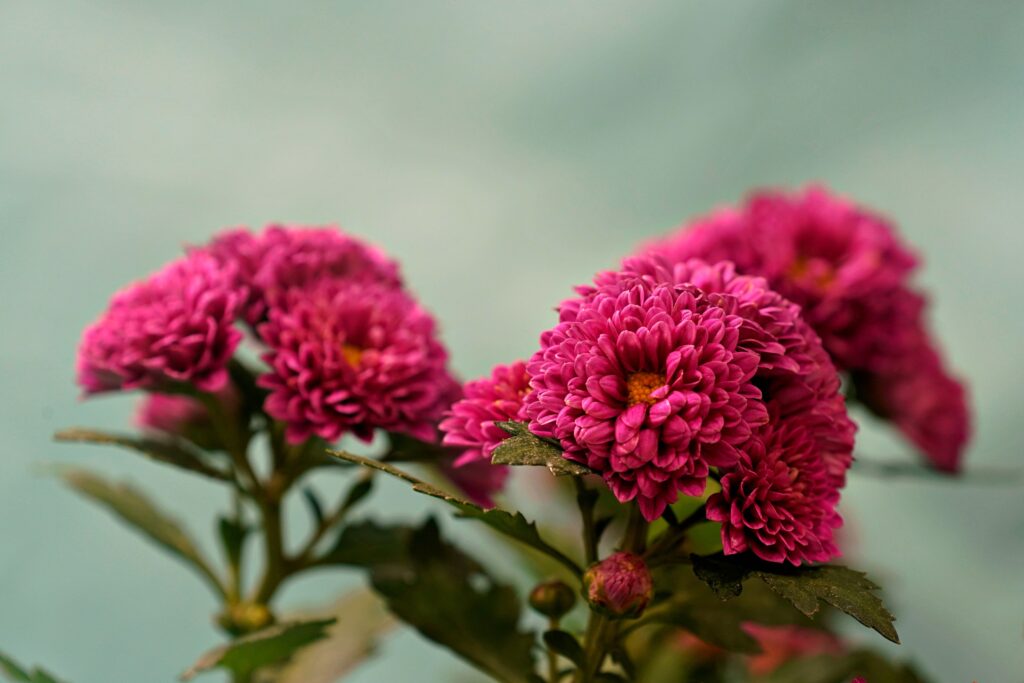 Overwintering Mums