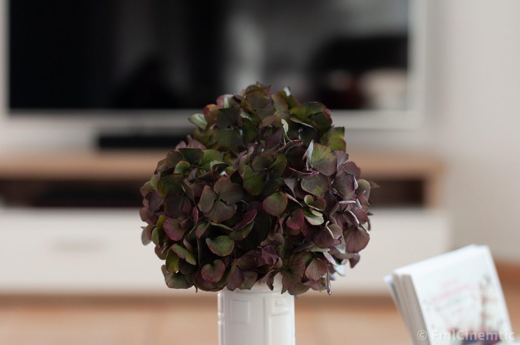 Plant Care Tips