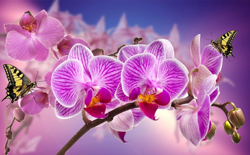 Practical Uses of Orchids