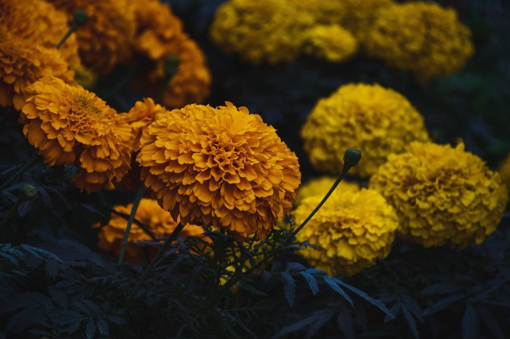 Seasonal Gardening Tips