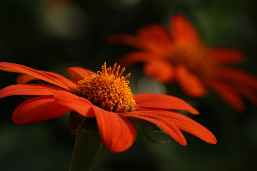 Seasonal-Gardens-Tips