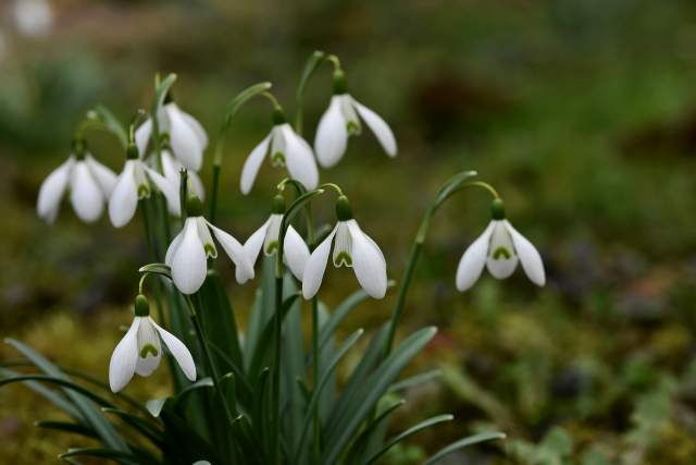 Seasonal Tips for Every Gardener