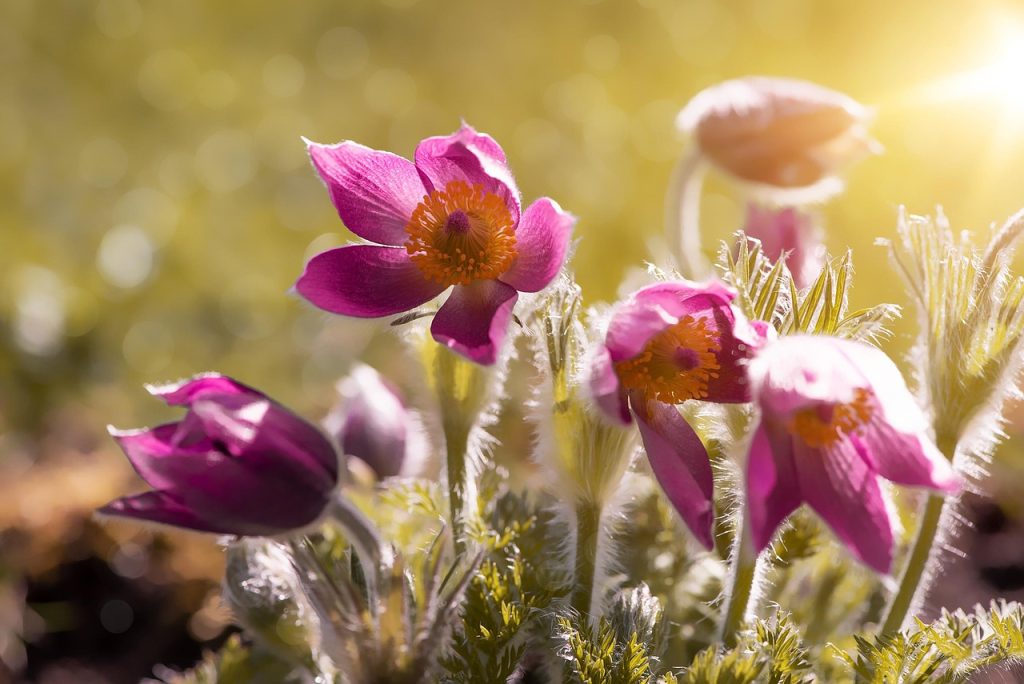 Seasonal Tips for Nurturing Your Garden