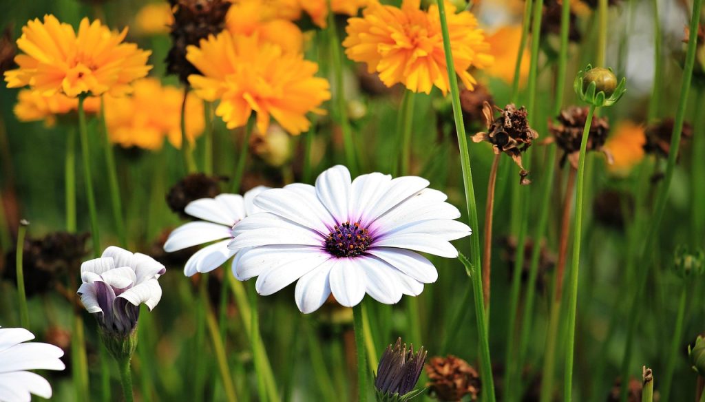 Seasonal Tips for Thriving Gardens