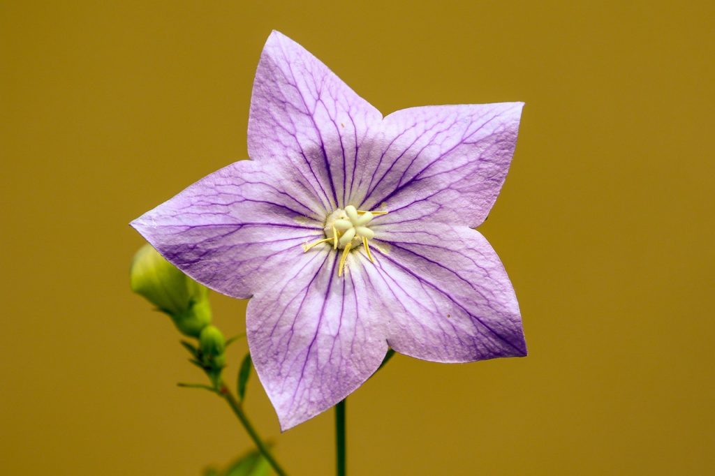 Starting Your Outdoor Garden