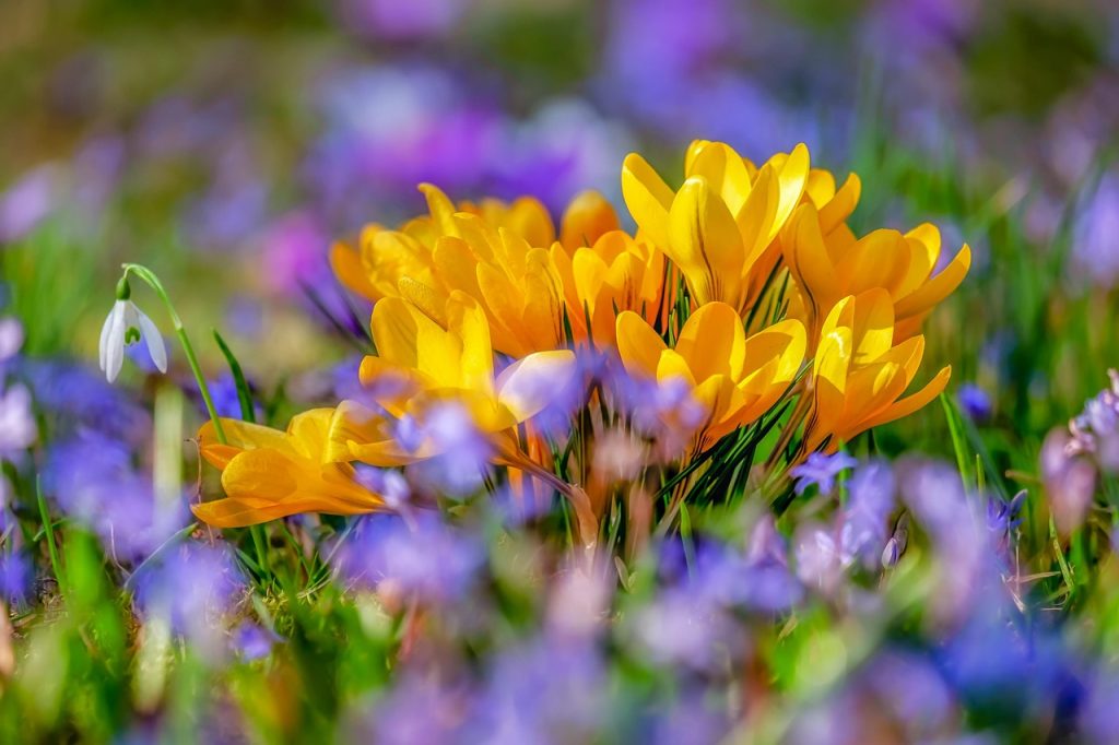 Succession Planting
