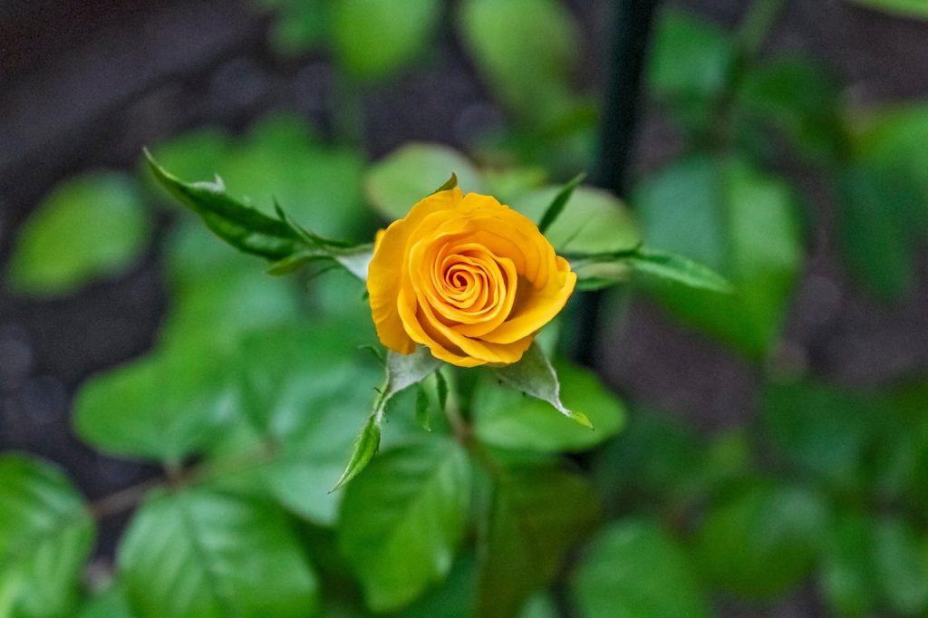 Ultimate Guide to Outdoor Gardening