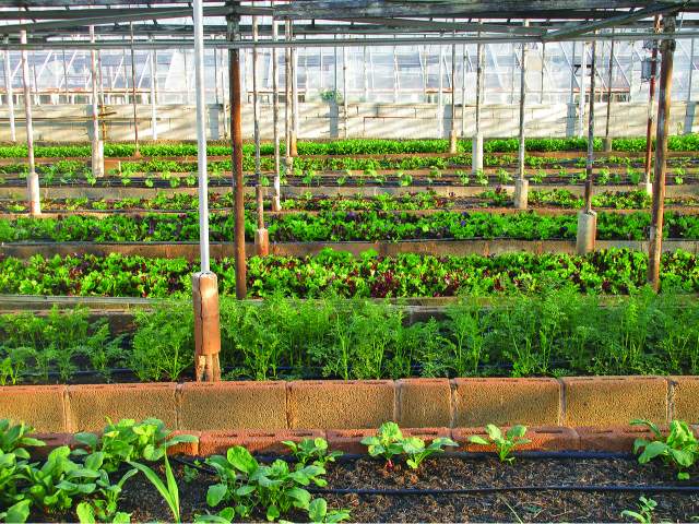Urban Garden