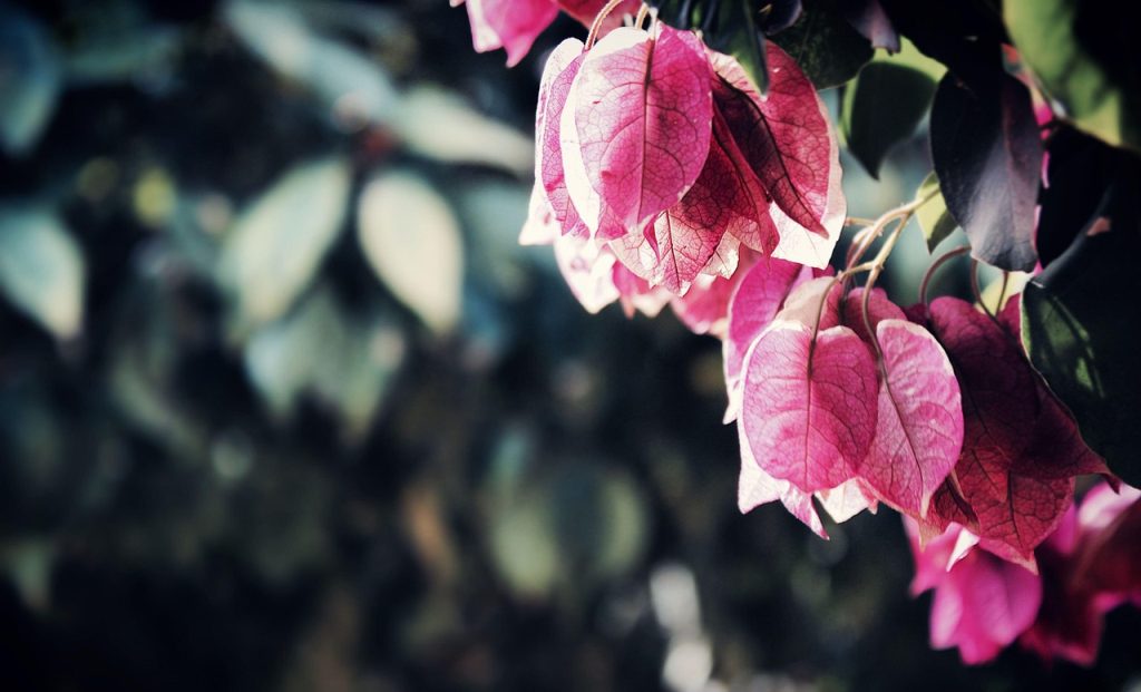 Winter Gardening