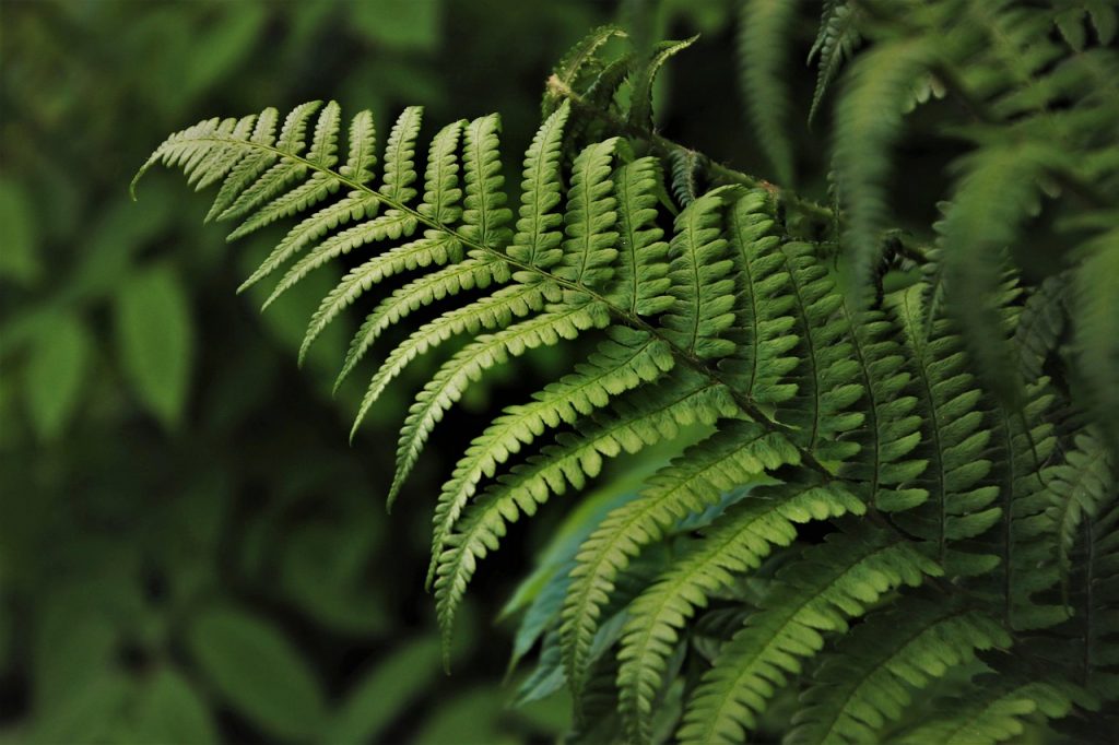World-of-Ferns