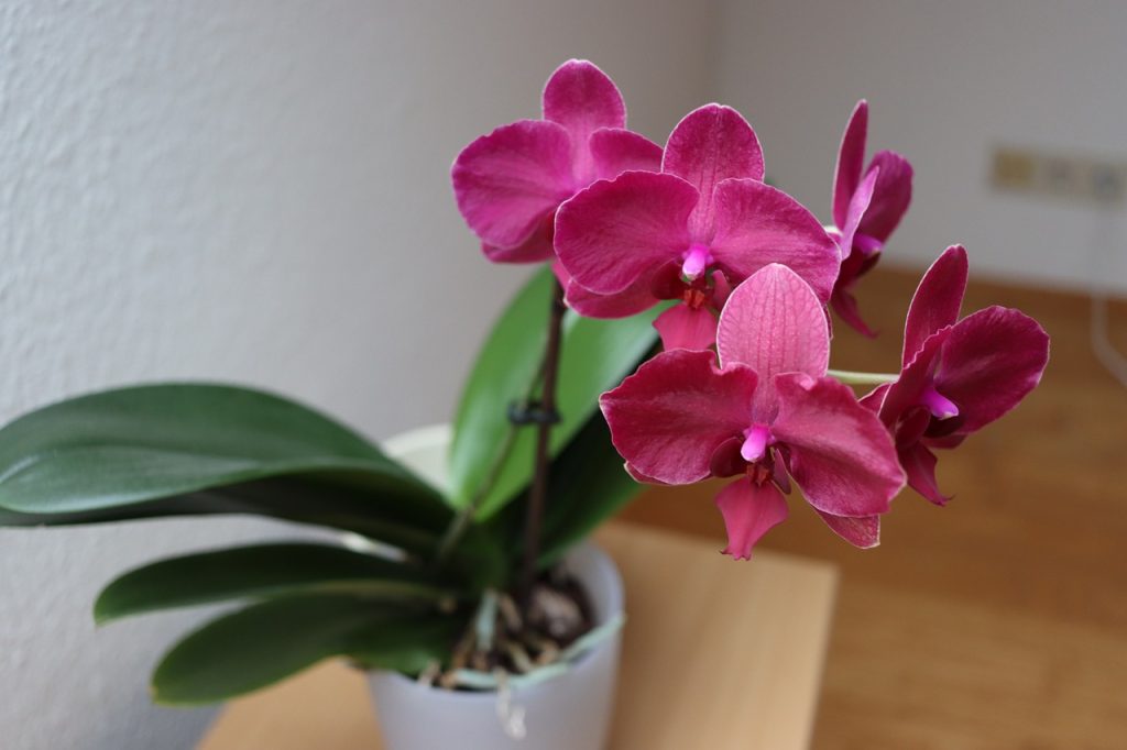 World of Orchids
