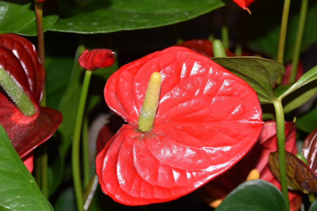 anthurium
