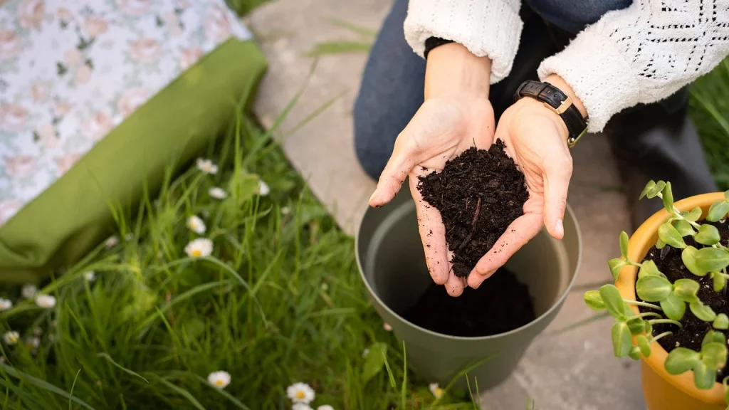 houseplant care