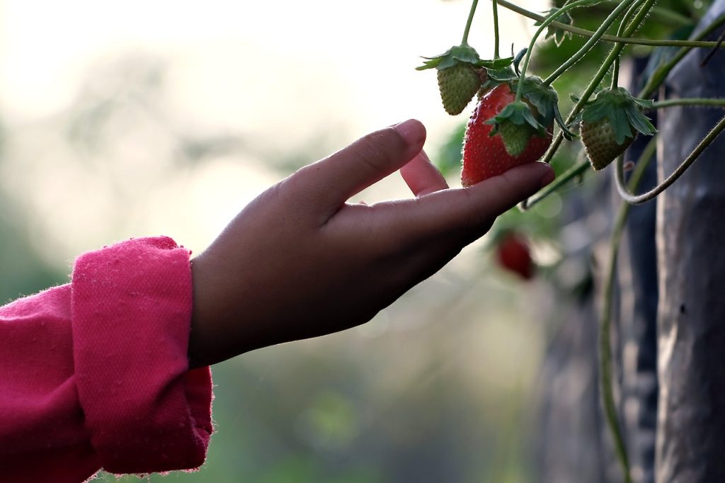 outdoor gardening tips