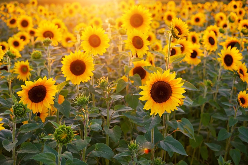 About Sunflowers