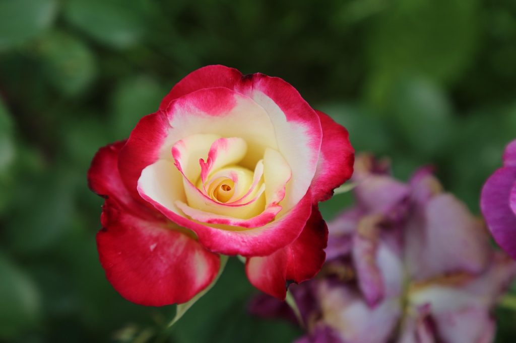 About Winter Care for Roses
