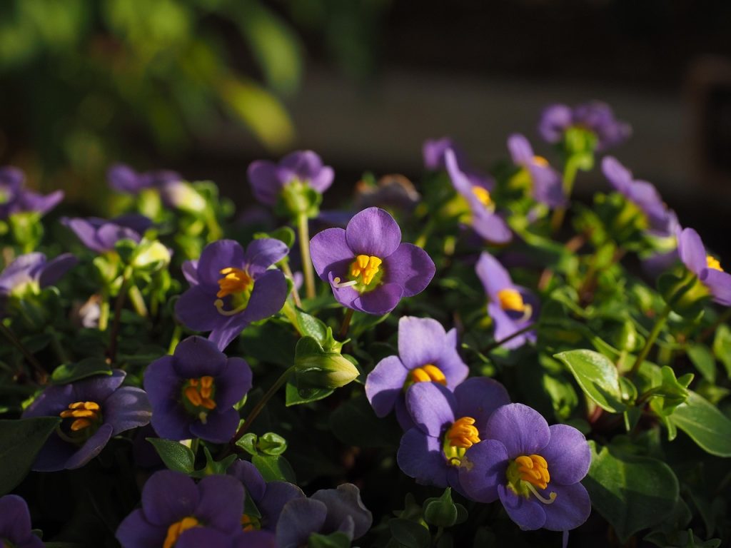 African Violet Care
