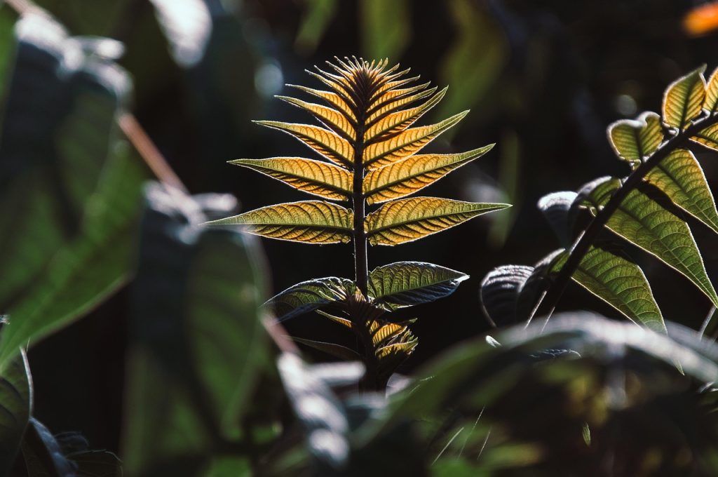 Agave Species
