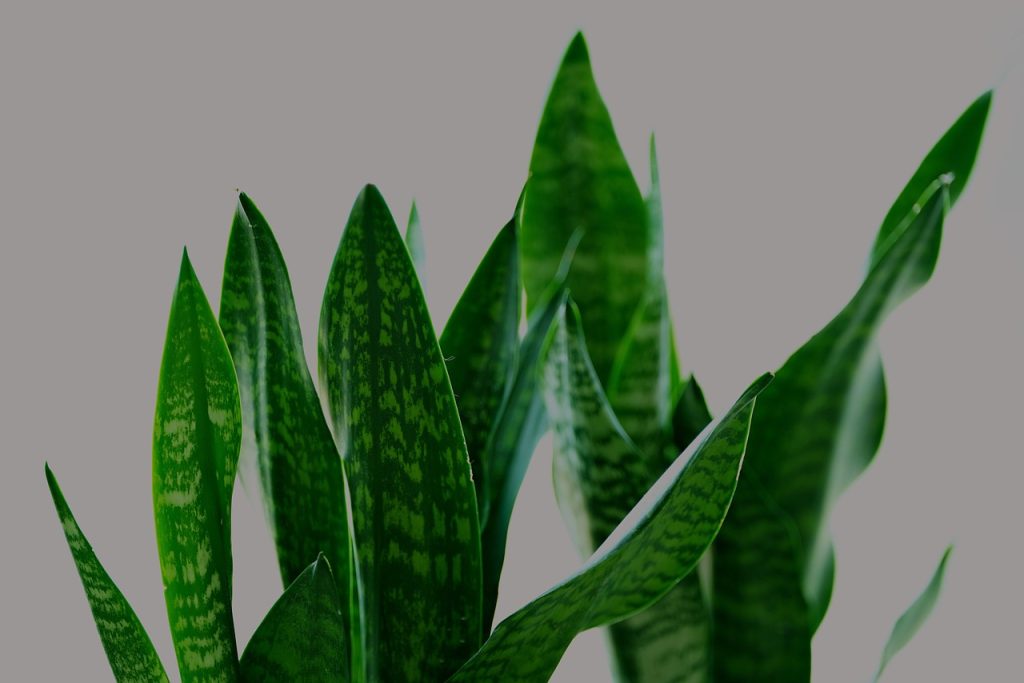 Alternatives to Snake Plants