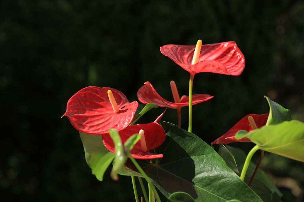 Anthurium Plant Care