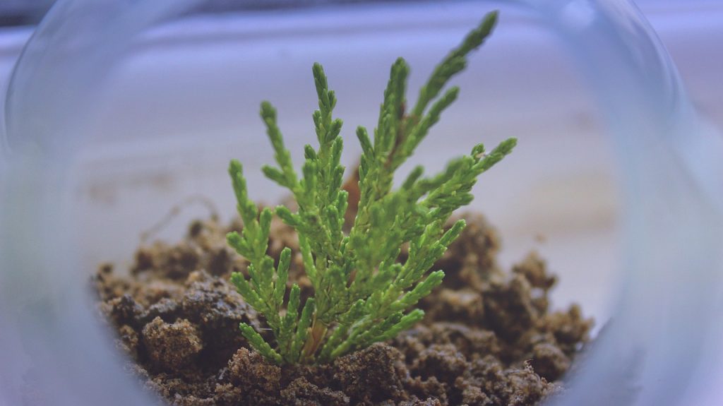 Anubias Aquarium Plants