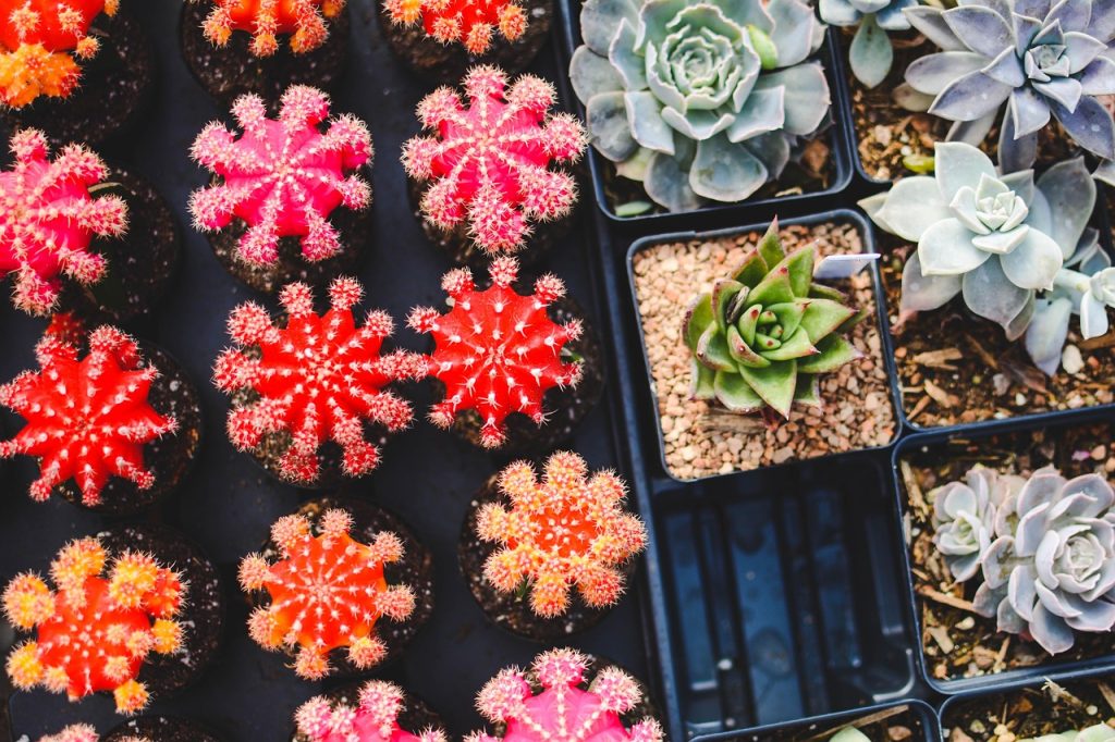 Apartment Gardening guide