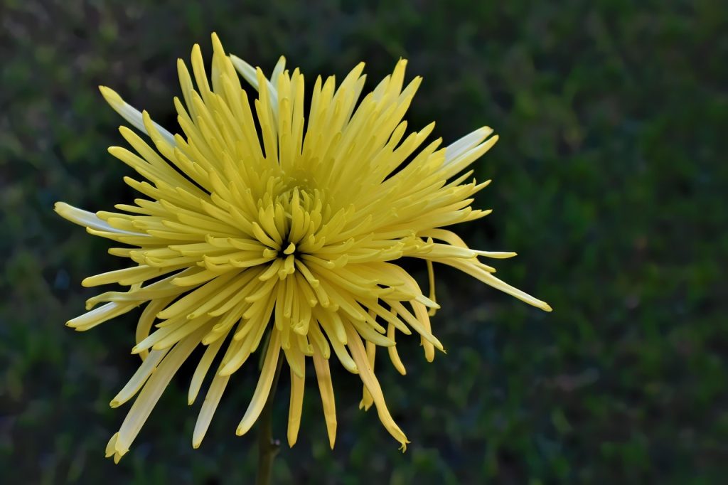 Are Mums Indoor or Outdoor Plants