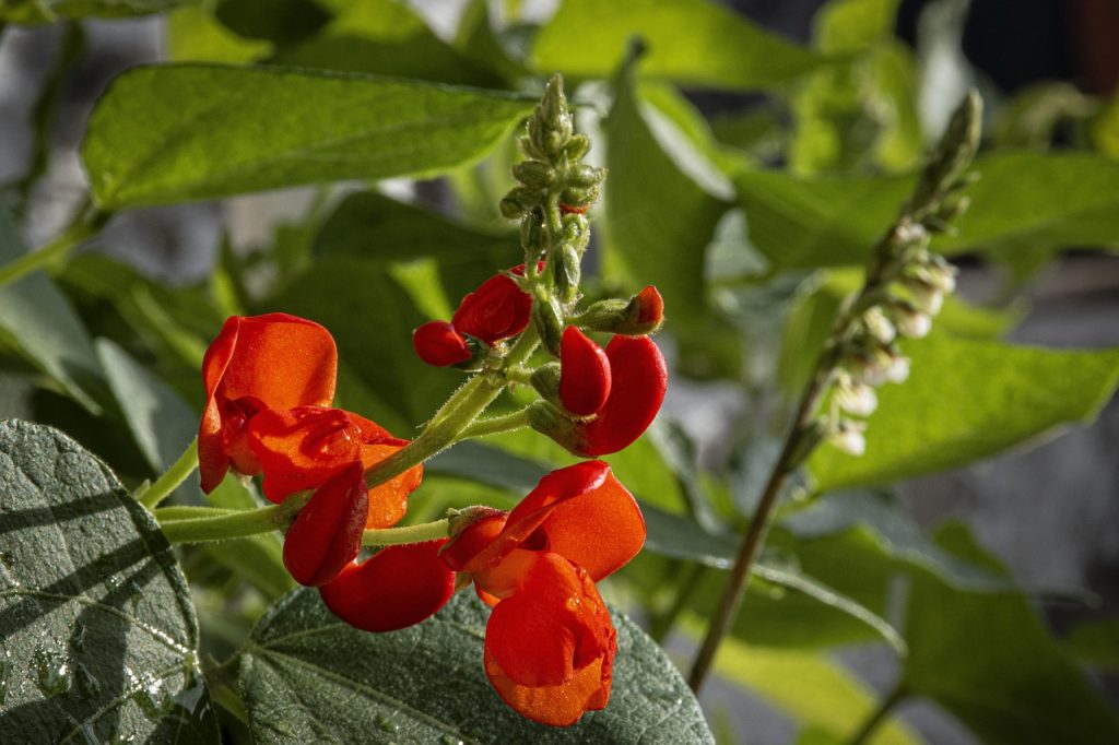 Bush Beans