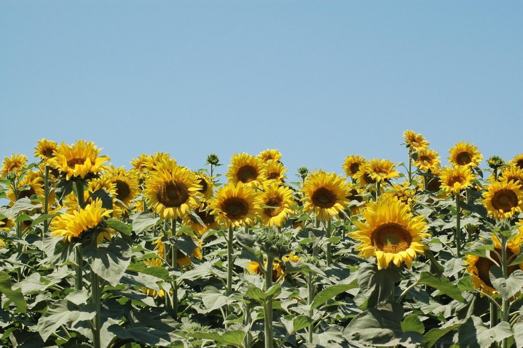 Care of Sunflowers