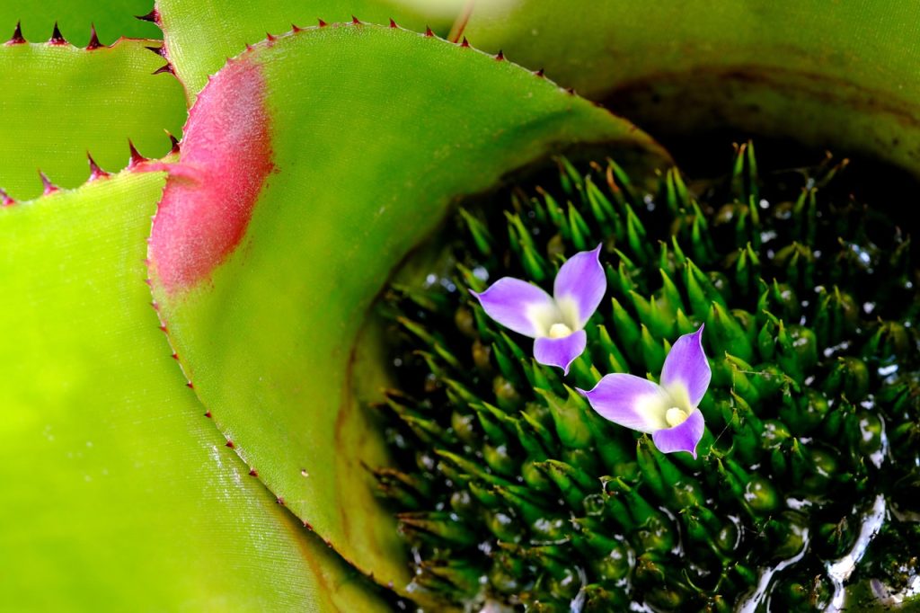 Caring for Bromeliads