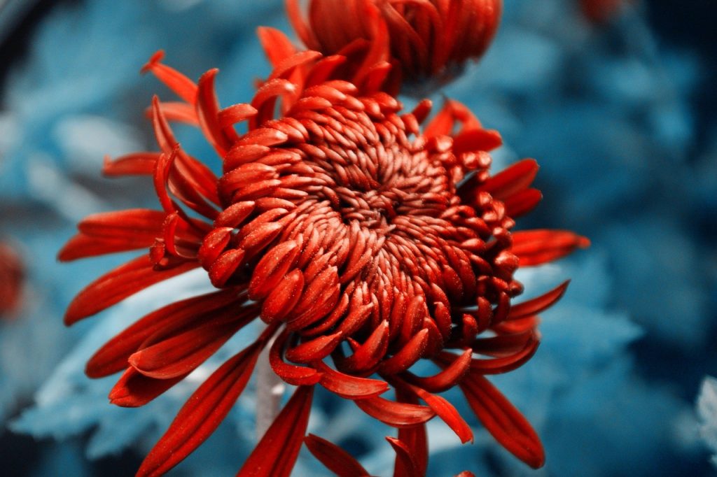 Caring for Chrysanthemums