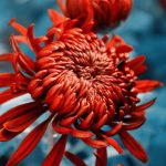 Caring for Chrysanthemums