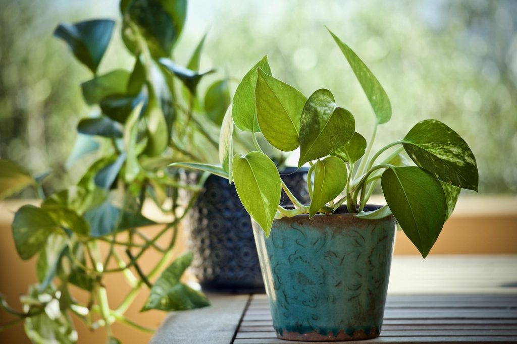 Charm of Pothos