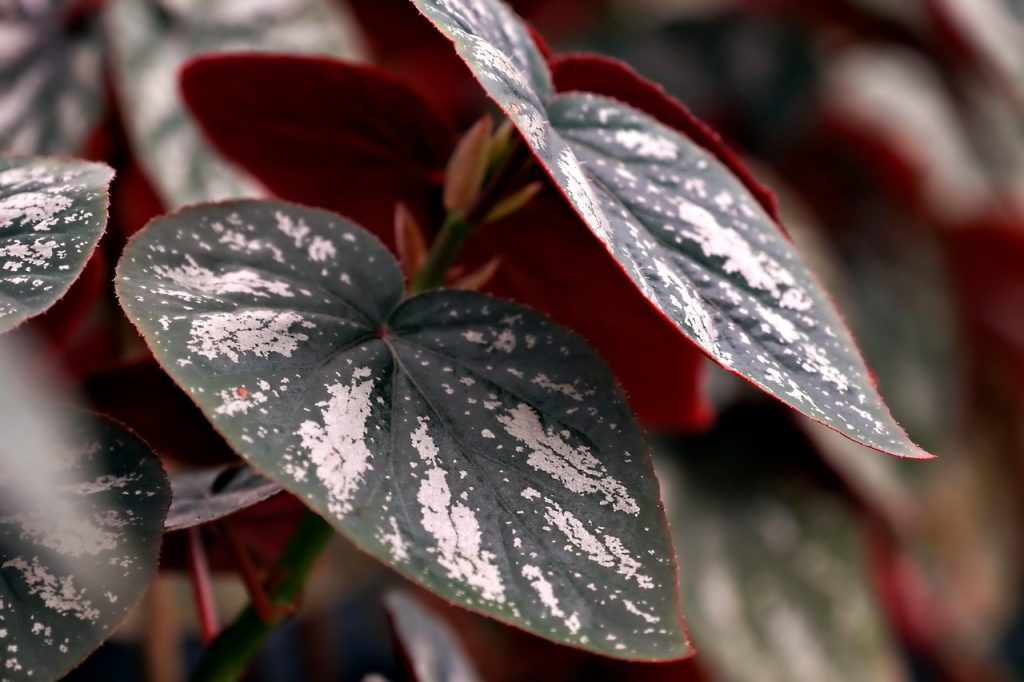 Choose Anubias for Your Aquarium