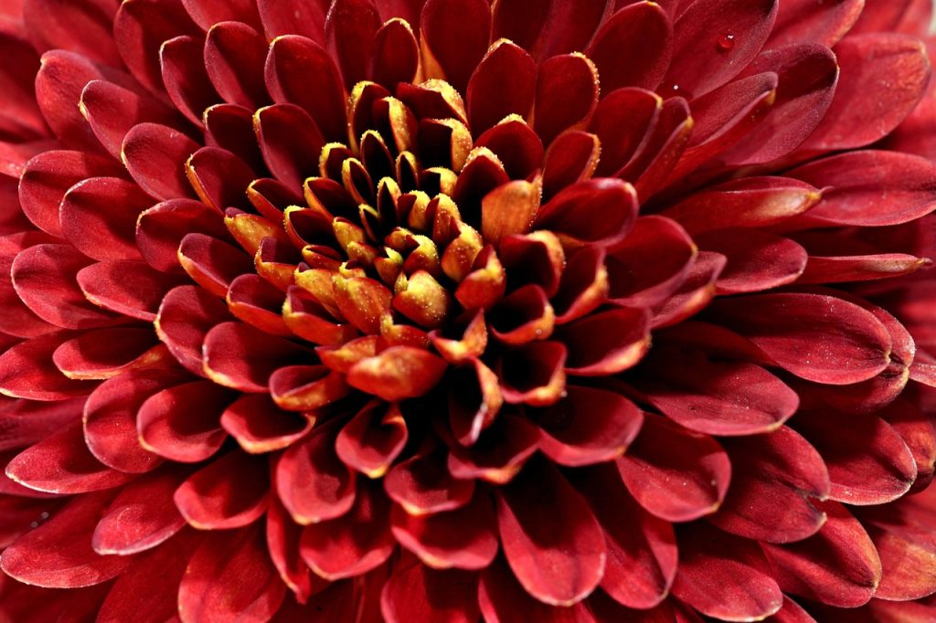 Chrysanthemums
