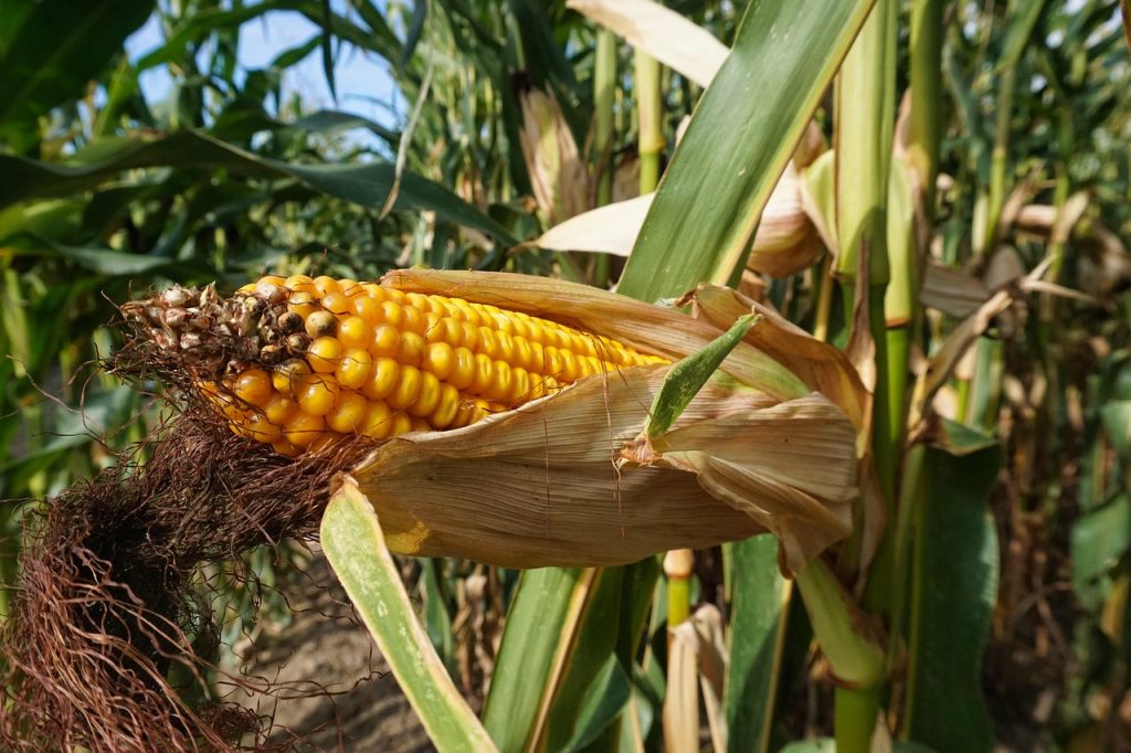 Corn Plant Care