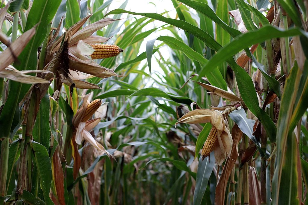 Corn Plant Care Basics