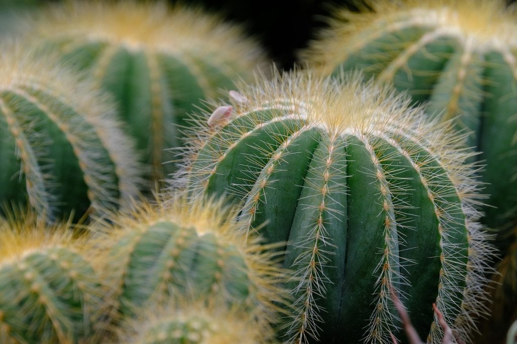 Desert Gardening