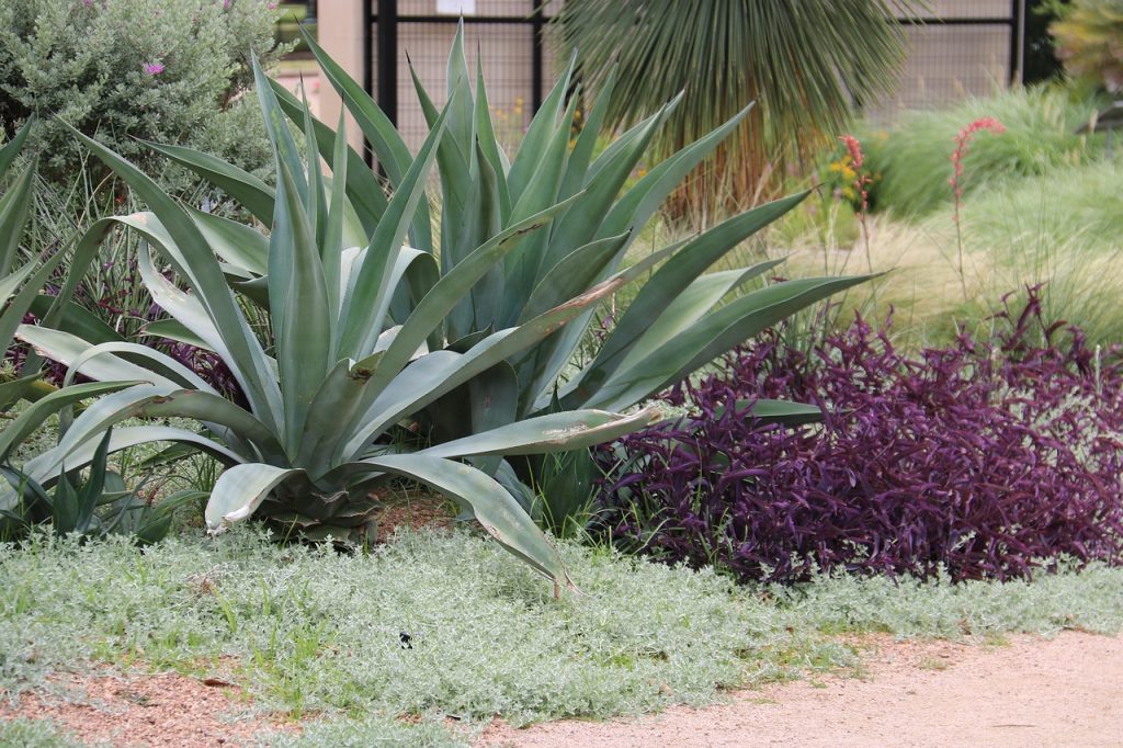 Desert Gardening Guide