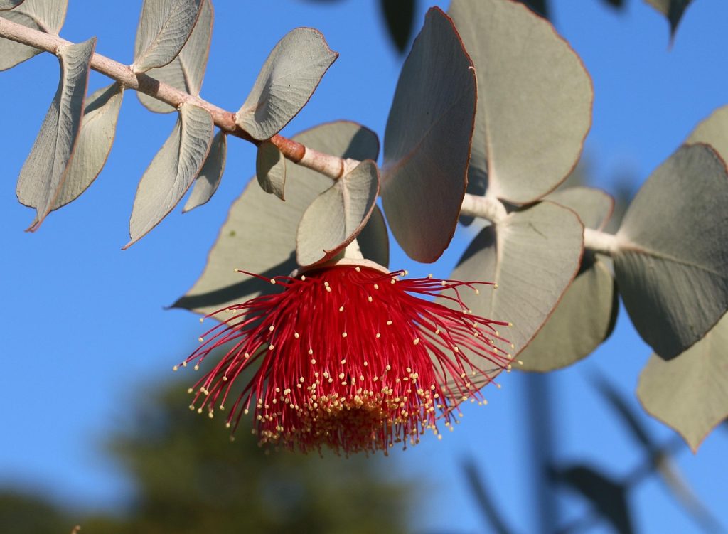 Eucalyptus Plant