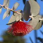 Eucalyptus Plant