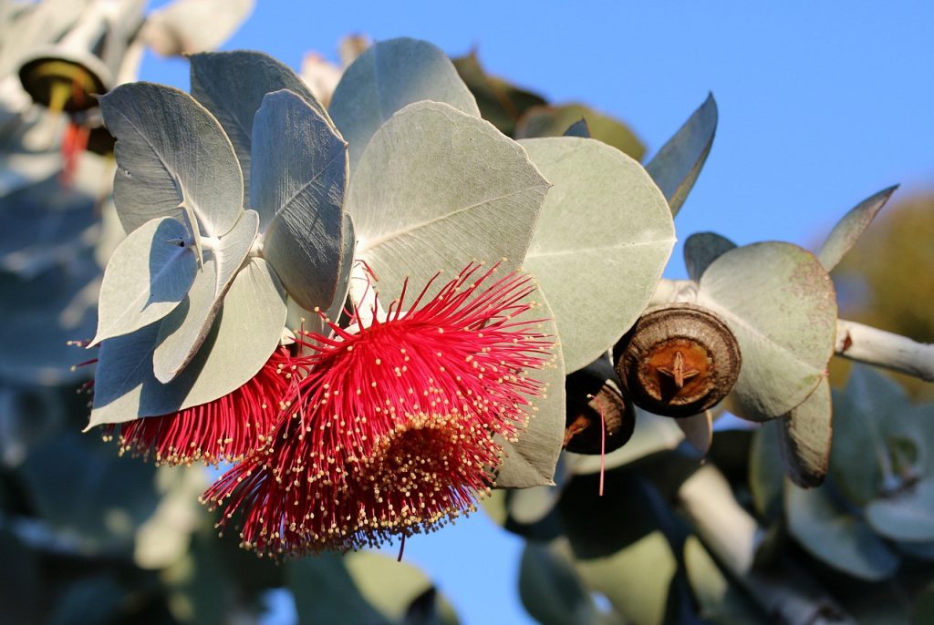 Eucalyptus Plant Care