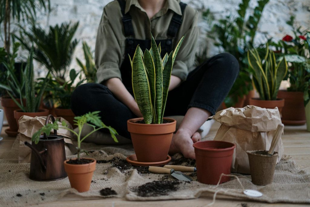 Fertilizing the Large Snake Plant