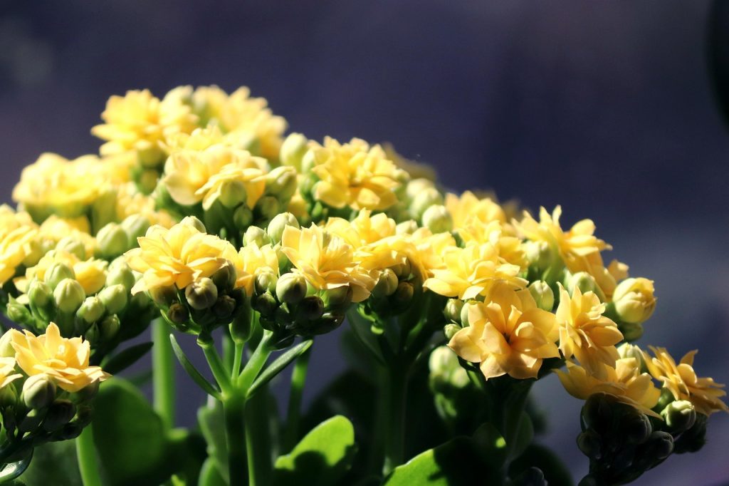 Florist Kalanchoe Plant Care