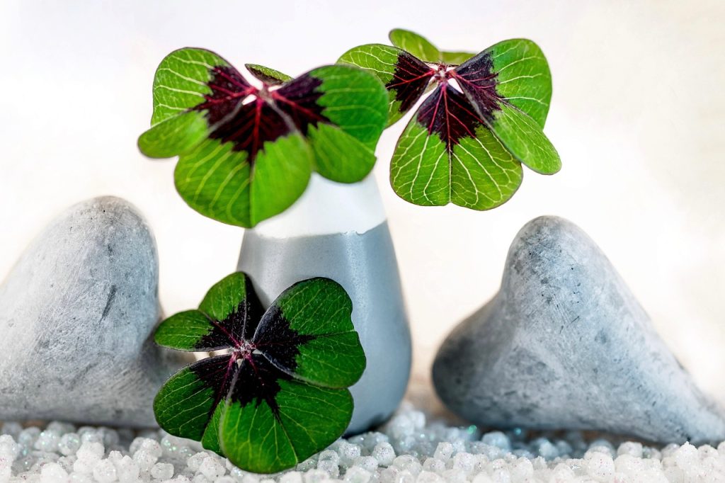 Good Luck Indoor Plants