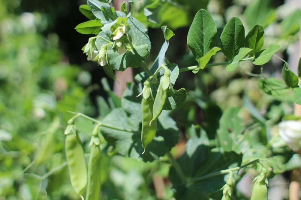 Green Beans