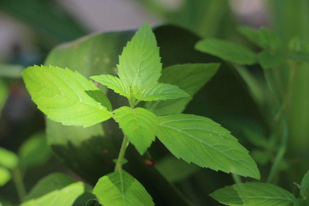 Growing Conditions for Mint