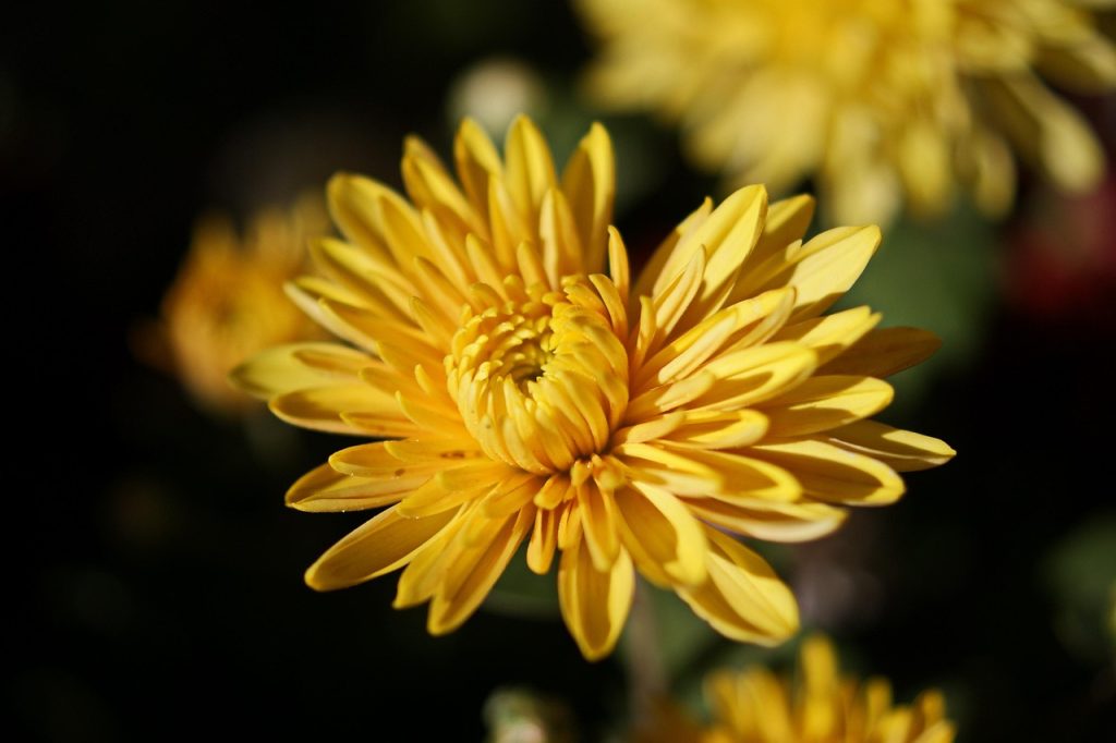 Growing Mums Indoors