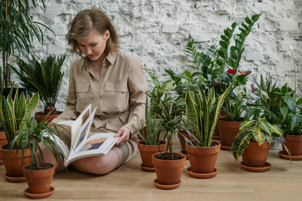 Health Benefits of Large Snake Plant
